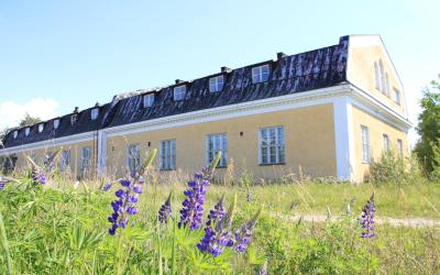 Komealupiinia Janhuan kasarmilla, taustalla kasarmirakennus, etualalla lupiinikasvustoja